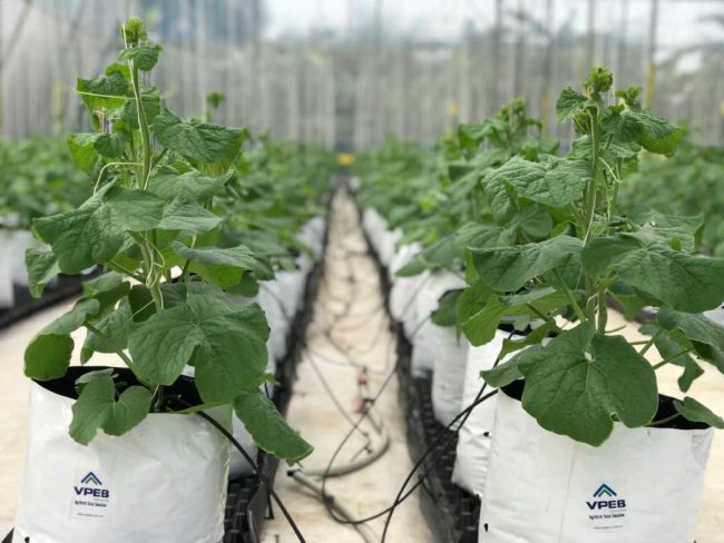 Mô hình dưa lưới trồng trong nhà kính tại Tp HCM