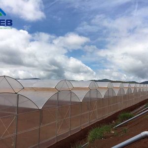Nhà kính mái hở hai bên - VPEB GREENHOUSE