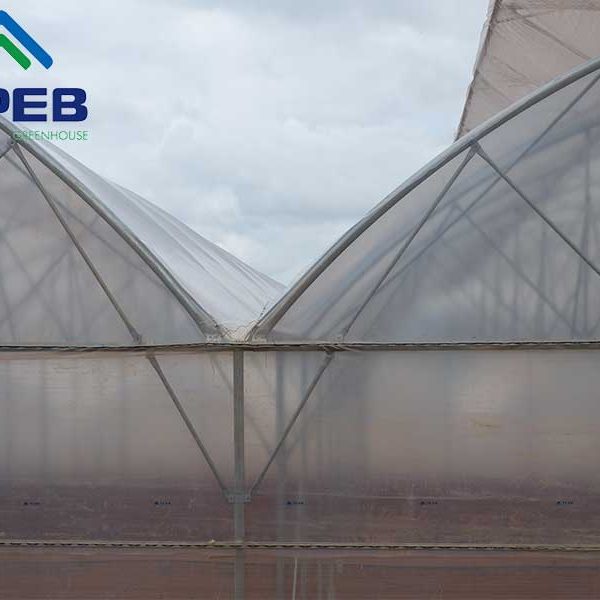 Màng phủ nhà kính nông nghiệp
