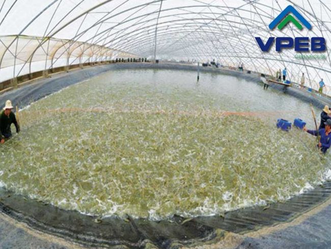 Ưu điểm nuôi tôm trong nhà kính Ưu điểm nuôi tôm trong nhà kính