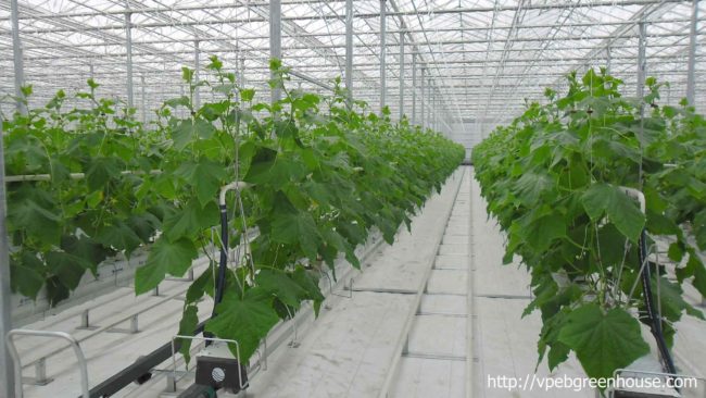 Trồng dưa lưới trong nhà kính Trồng dưa lưới trong nhà kính