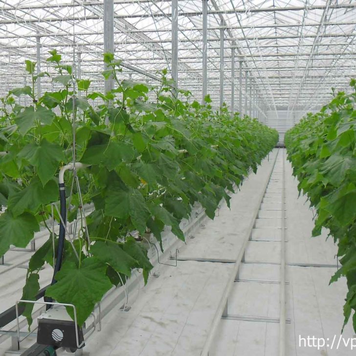 Trồng dưa lưới trong nhà kính Trồng dưa lưới trong nhà kính