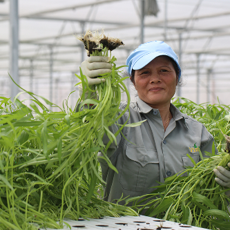Trồng rau thủy canh trong nhà kính Trồng rau thủy canh trong nhà kính