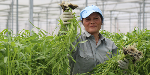 Trồng rau thủy canh trong nhà kính