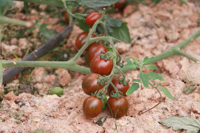 Vườn cà chua, dâu sạch được trồng bằng công nghệ cao tại Đà Lạt - NHÀ MÀNG, NHÀ KÍNH NÔNG NGHIỆP CÔNG NGHỆ CAO