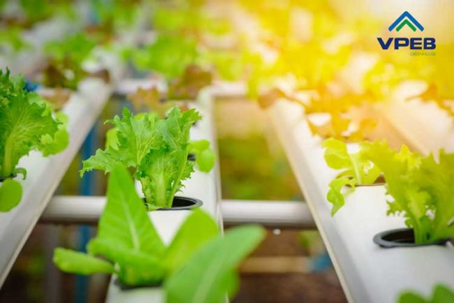 Trồng rau thủy canh trong nhà kính nông nghiệp Trồng rau thủy canh trong nhà kính nông nghiệp