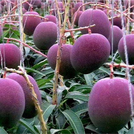 Trồng xoài trong nhà kính theo kiểu người Nhật Trồng xoài trong nhà kính theo kiểu người Nhật