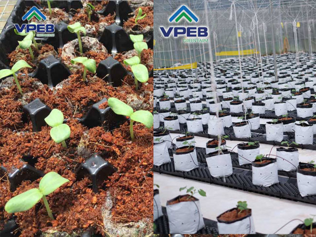 Mô hình dưa lưới VPEB GREENFARM
