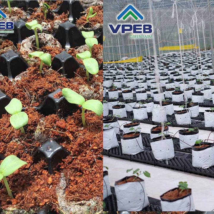 Mô hình dưa lưới VPEB GREENFARM Mô hình dưa lưới VPEB GREENFARM