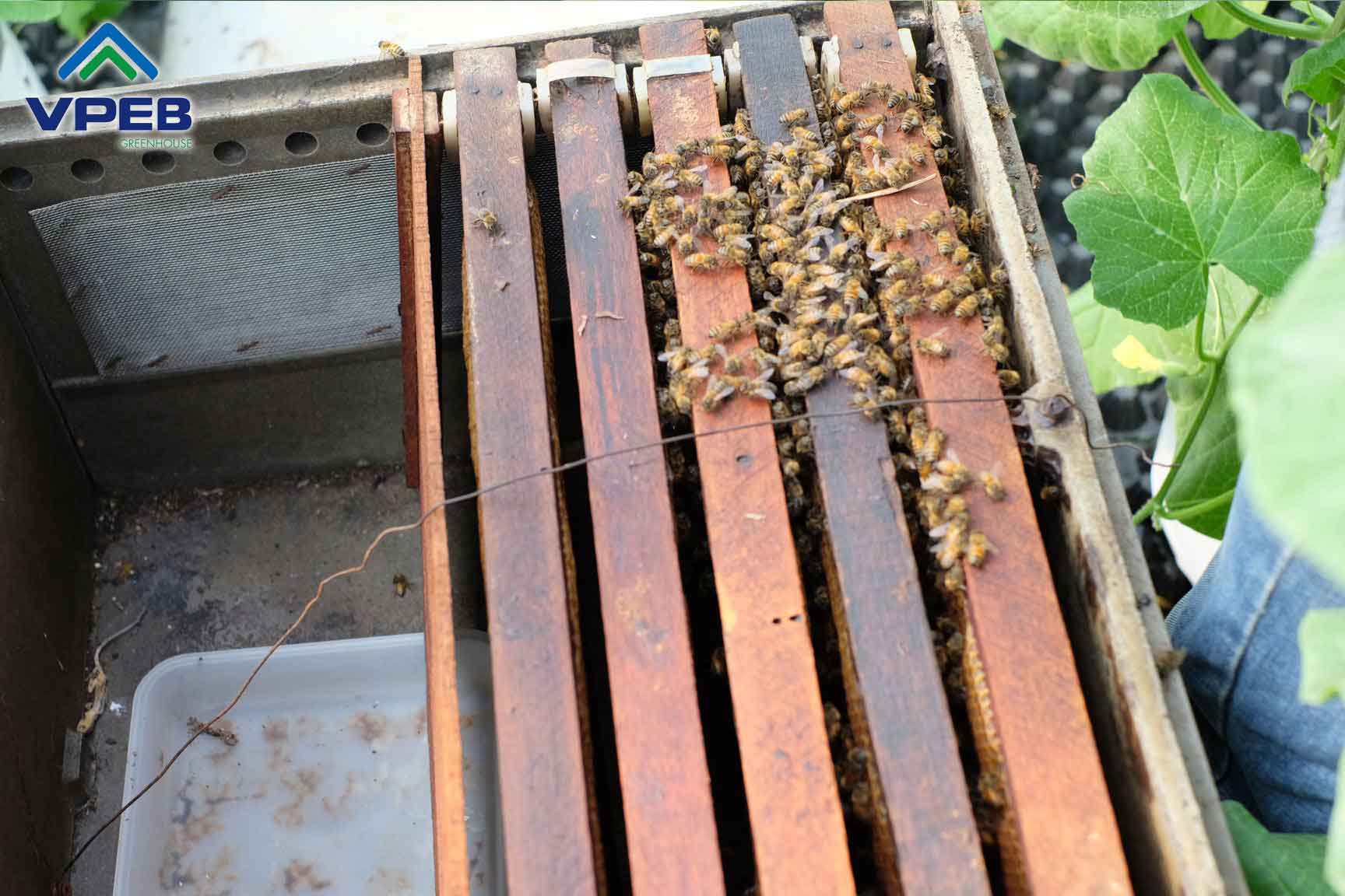 Nơi chứa ong và mật ong thu được từ việc hút mật hoa