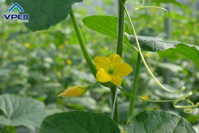 Thụ phấn dưa lưới trong nhà kính nông nghiệp công nghệ cao