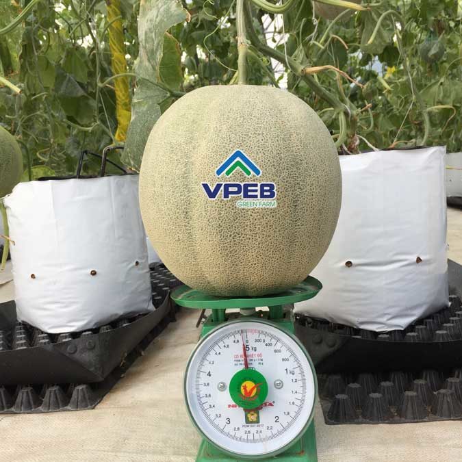 dưa-lưới-khổng-lồ-vpebgreenfarm