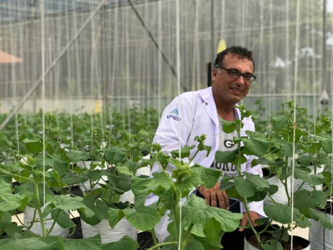 Trồng-dưa-lưới-sạch-trong-nhà-kính-của-VPEB-GREENHOUSE Trồng-dưa-lưới-sạch-trong-nhà-kính-của-VPEB-GREENHOUSE