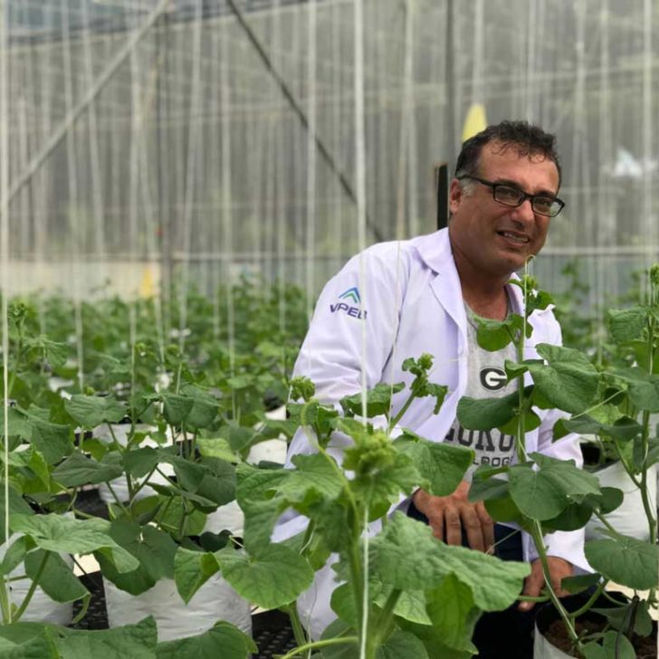 Trồng-dưa-lưới-sạch-trong-nhà-kính-của-VPEB-GREENHOUSE Trồng-dưa-lưới-sạch-trong-nhà-kính-của-VPEB-GREENHOUSE